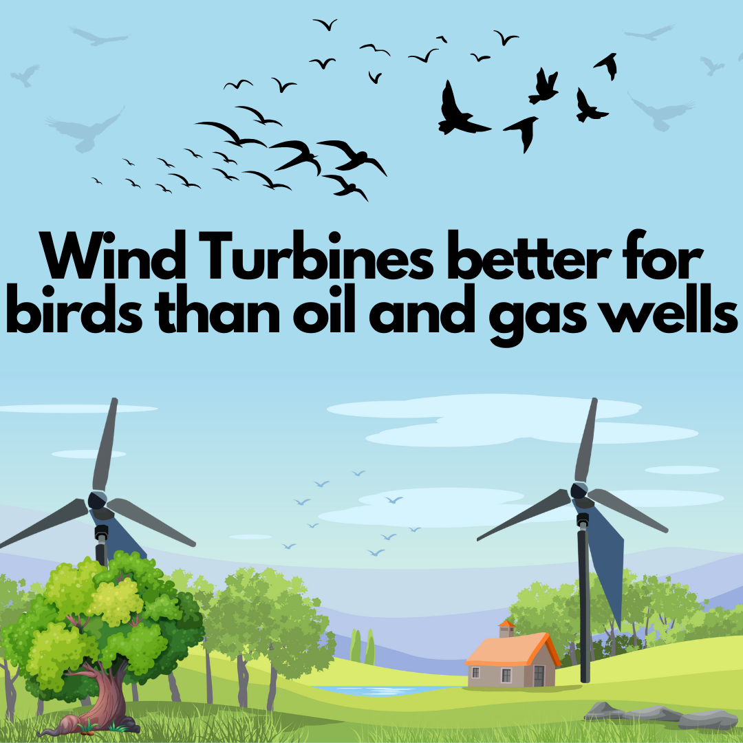 Wind turbines are friendlier to birds than oil-and-gas drilling