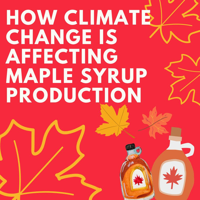 How Climate Change is Affecting Maple Syrup Production