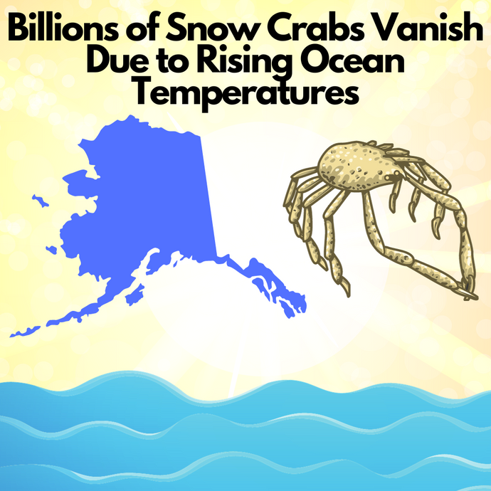 Billions of Snow Crabs Vanish Due to Rising Ocean Temperatures