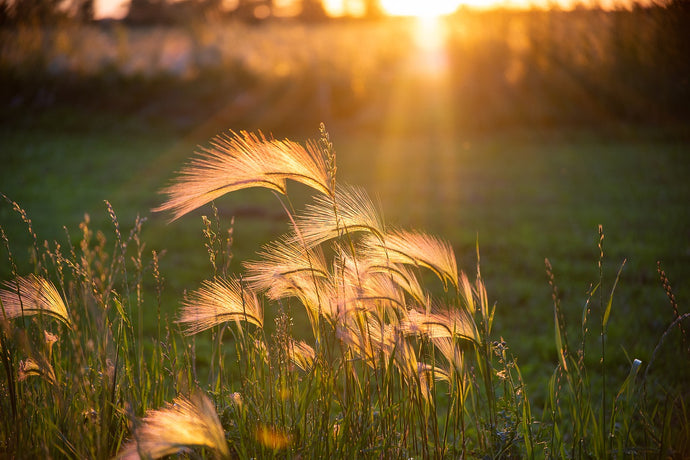 How do Ontario Laws Influence Microgeneration Wind Turbines?
